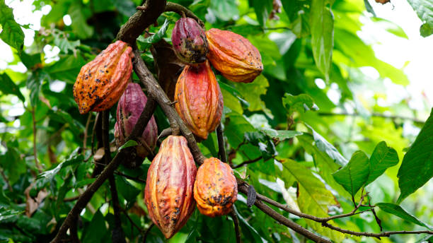 cacao.png