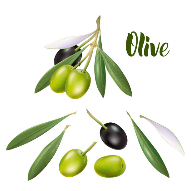 olive.png