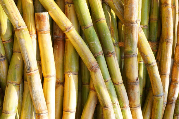sugarcane.png