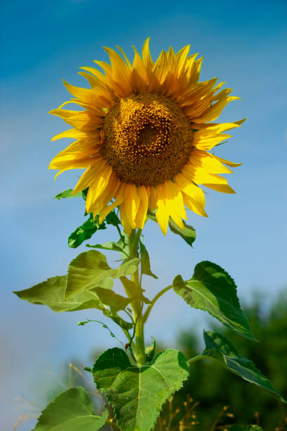 sunflower.png