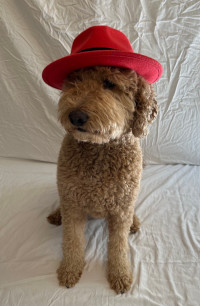 redhat dog