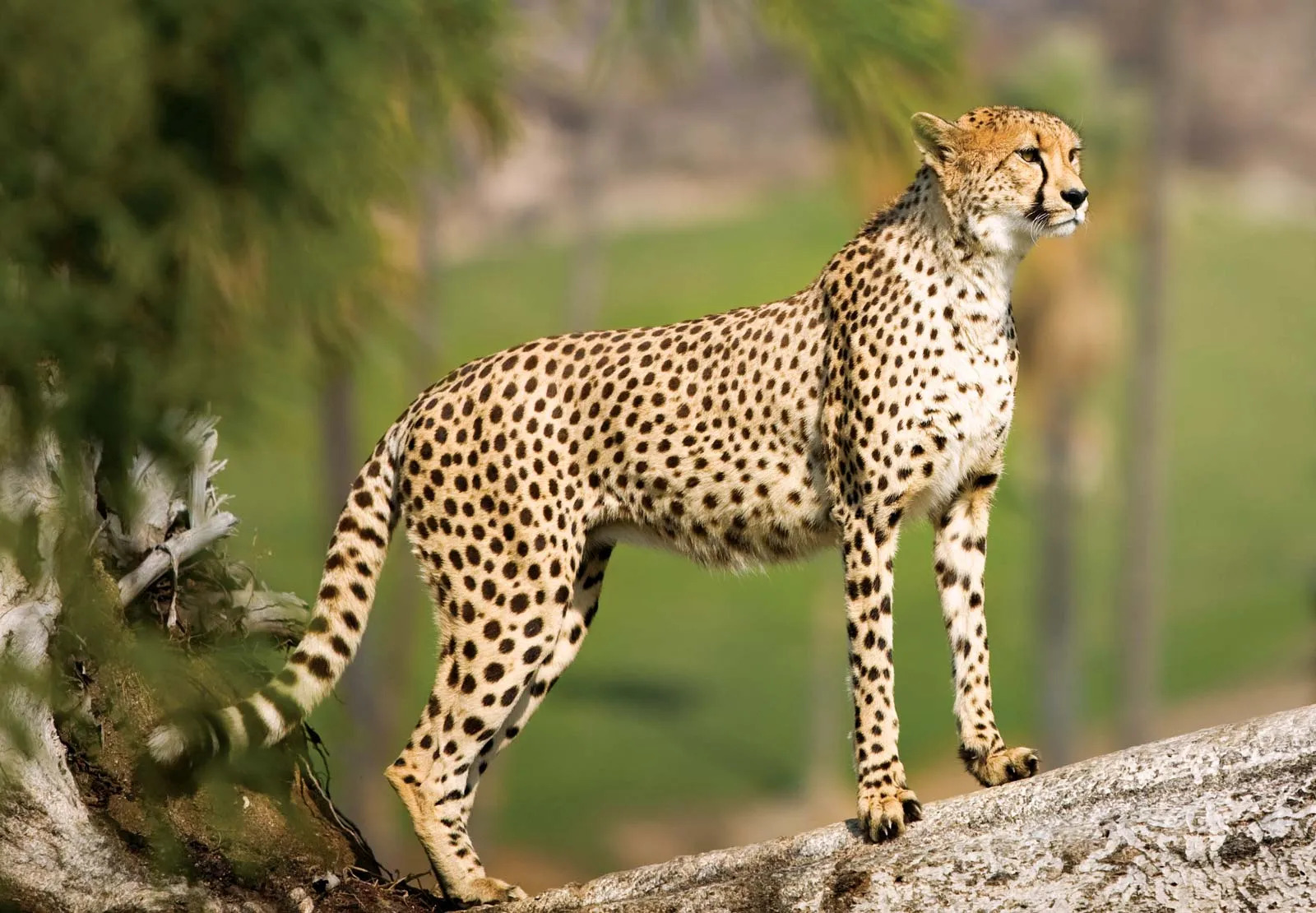 cheetah.jpg