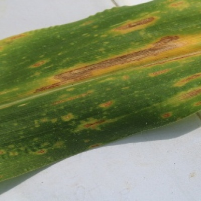 1005maize_train_leaf blight.jpg